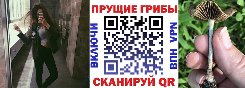 цены   Острогожск  Псилоцибиновые грибы прущие грибы 